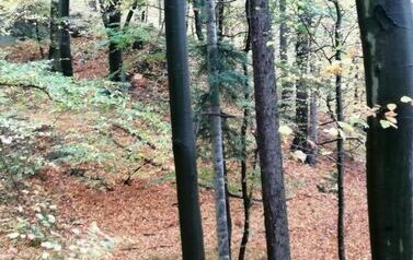 las, teren pochylony, jesienne liście, drzewa