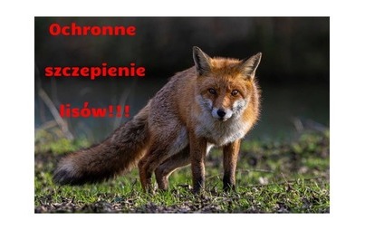 Zdjęcie do Wiosenne szczepienie lis&oacute;w
