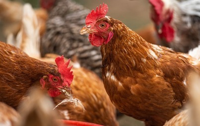 Zdjęcie do UWAGA! Wysoce zjadliwa grypa ptak&oacute;w. Strefa objęta zakażeniem 