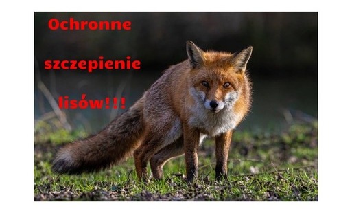 Zdjęcie do Szczepienie lis&oacute;w przeciwko wściekliźnie